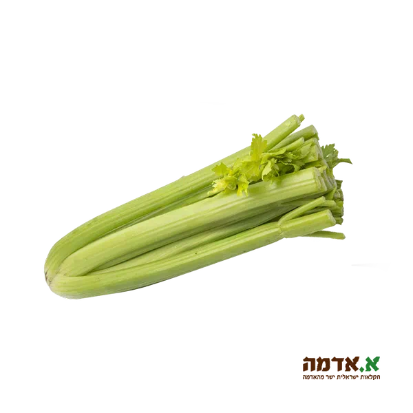 סלרי חתוך - ארוז