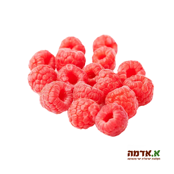 Red raspberry