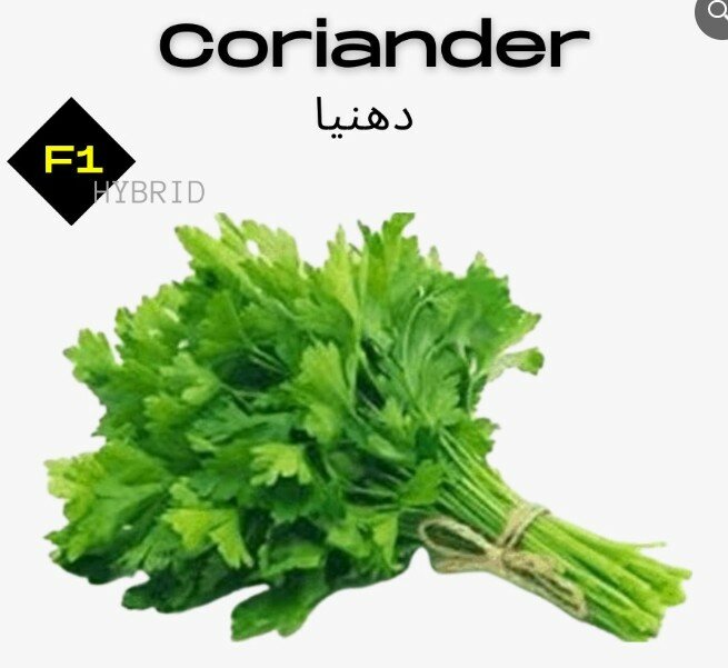 Coriander Seeds, F1 Hybrid ( Broad Leaf) دھنیا