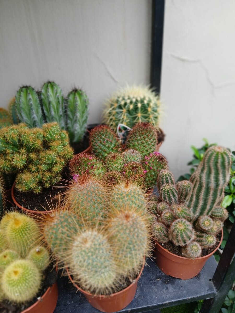 CACTUS