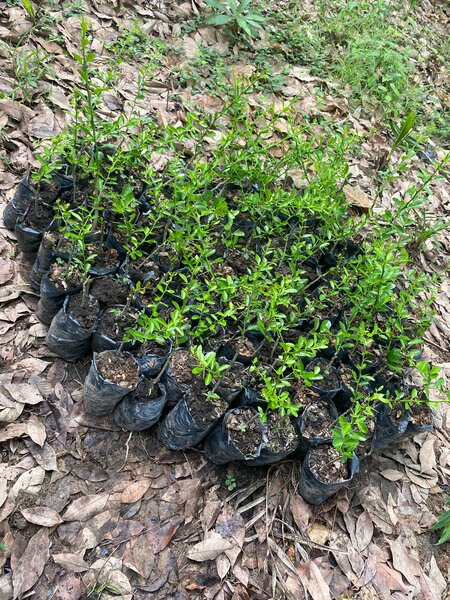 Pepiniere de citron caviar