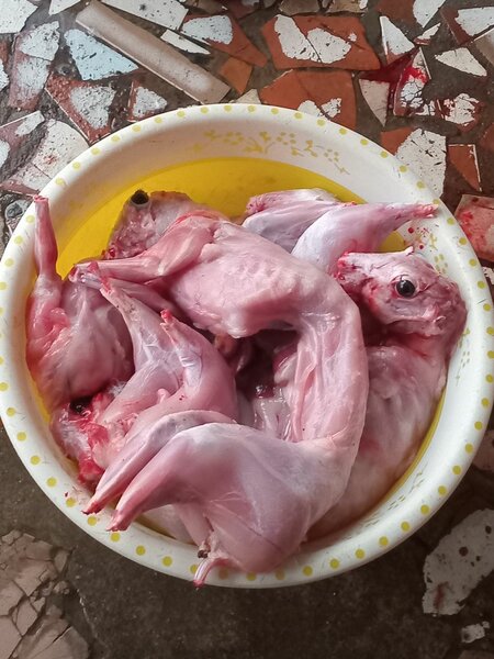 Lapins frais préparés