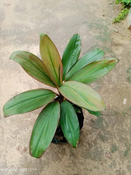 plantes vertes d'intérieur