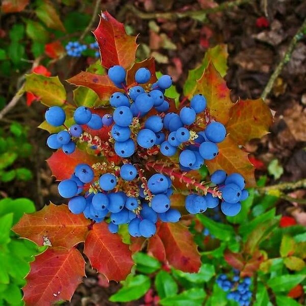 Магония поддуболистная