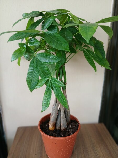 Pachira ( Money Plant)