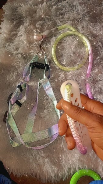 Ensemble harnais et laisse