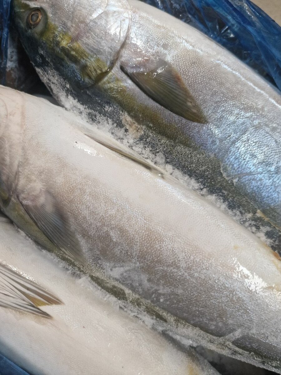 Poisson frais de mer