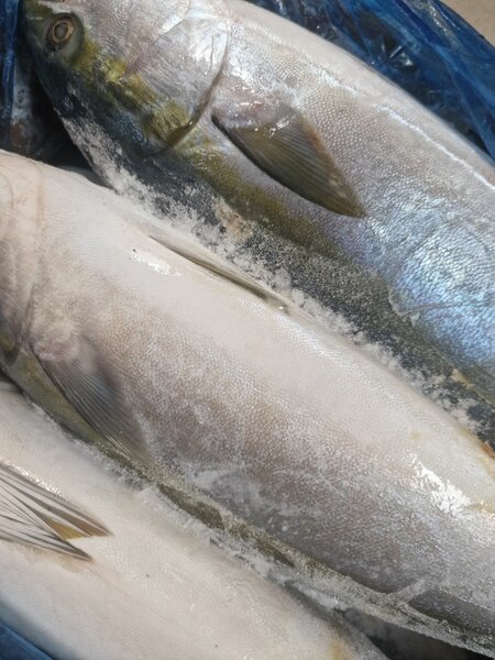 Poisson frais de mer