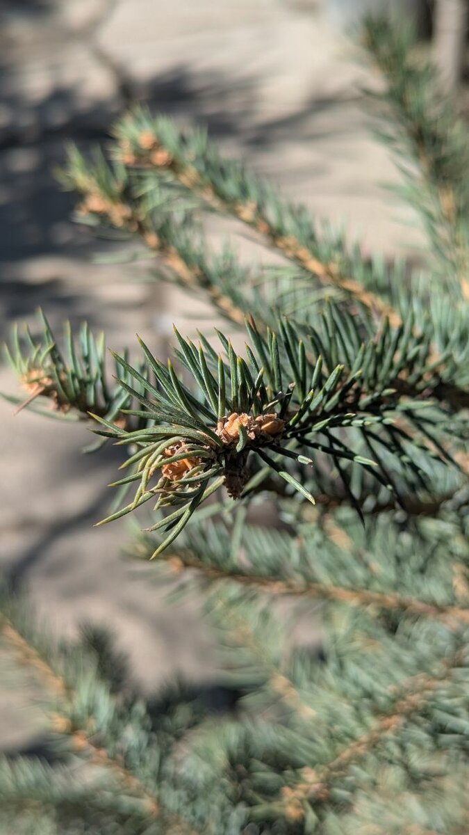 Ель Голубая колючая.