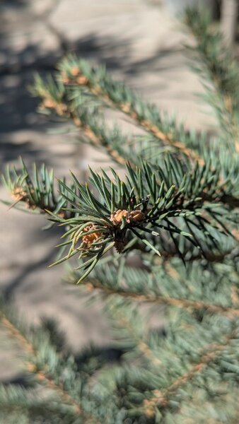 Ель Голубая колючая.