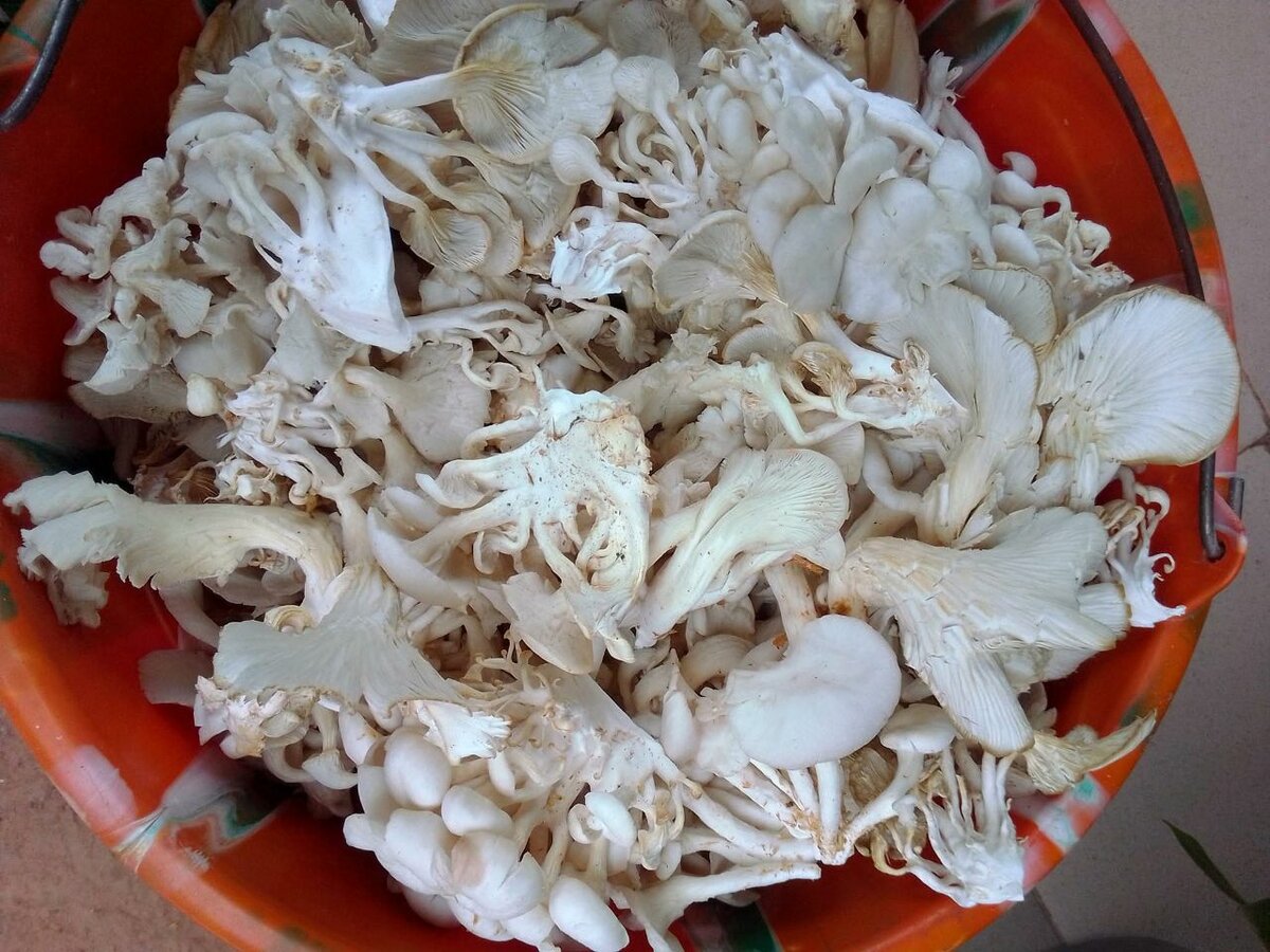 Champignons Pleurote Frais 1kg