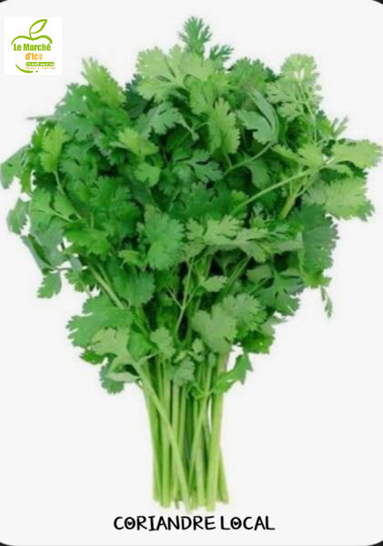 Coriandre fraîche en botte