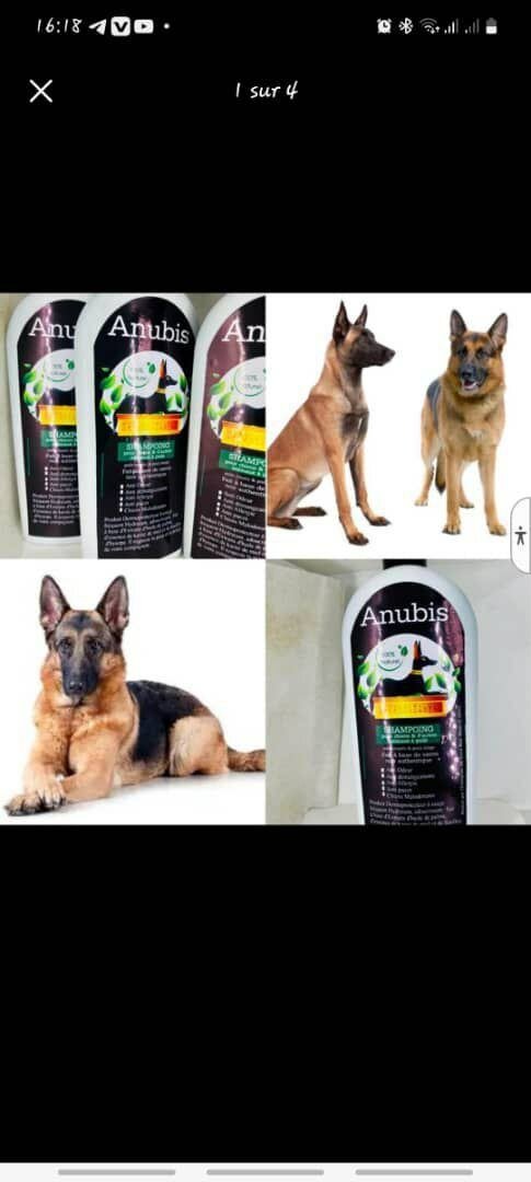 Shampooing Chien Anubis