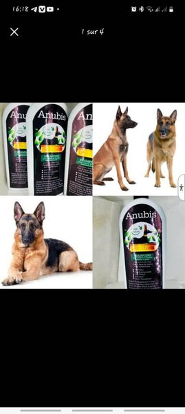 Shampooing Chien Anubis