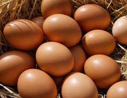 Œufs de Poule Frais Bio