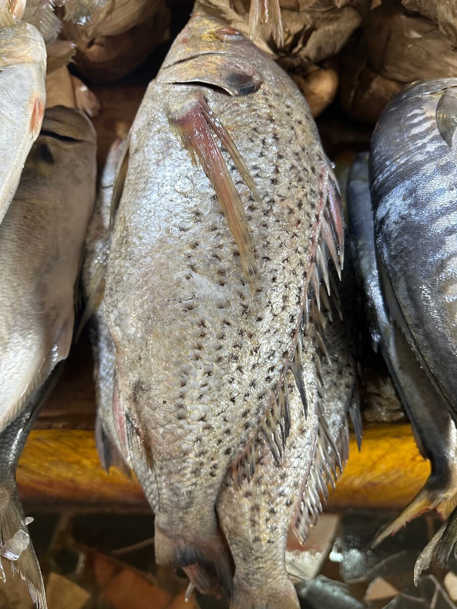 Poisson Frais de Mer