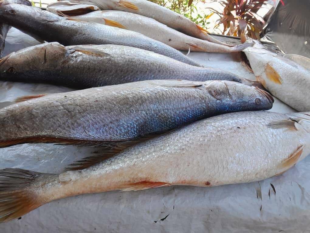 Poissons et Crevettes Fraîches