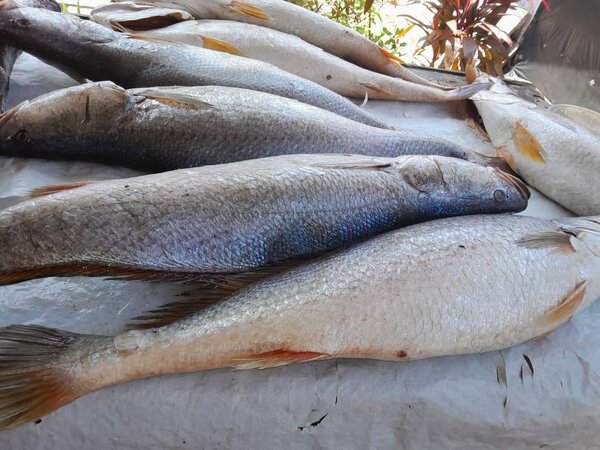 Poissons et Crevettes Fraîches