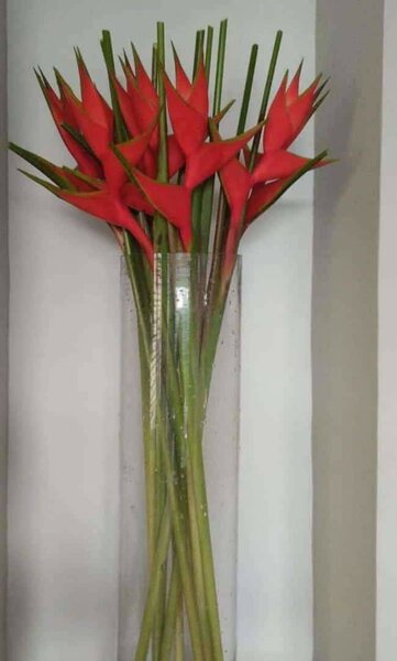 Bouquet exotique de fleurs tropicales