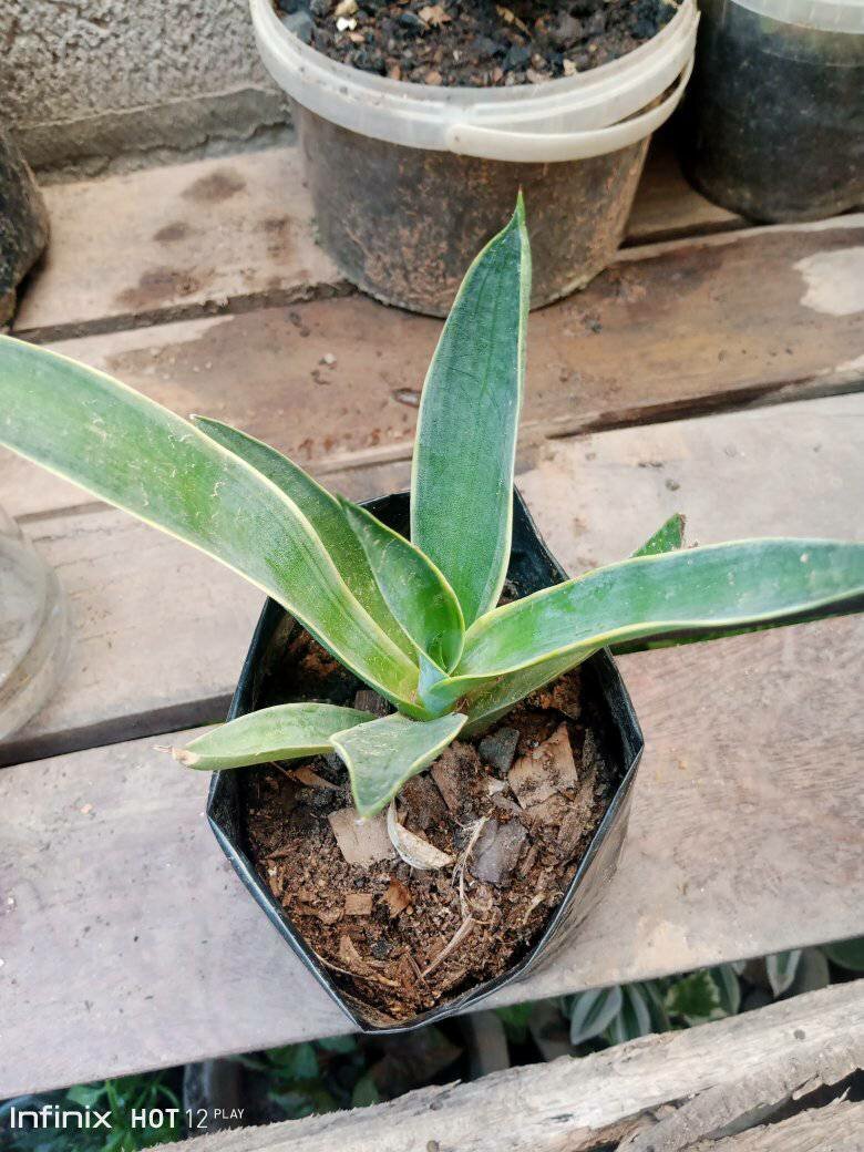 plantes vertes d'intérieur