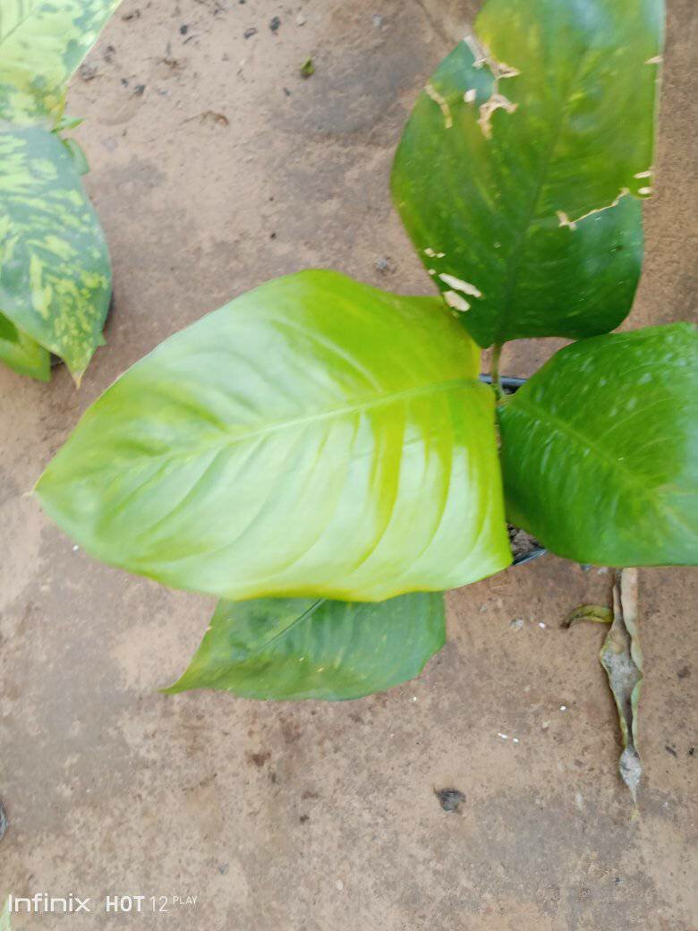 plantes vertes d'intérieur