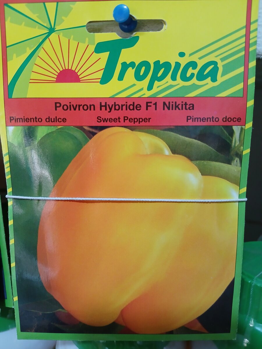 Yellow bell pepper seeds