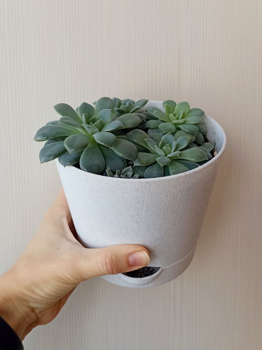 Каменная роза