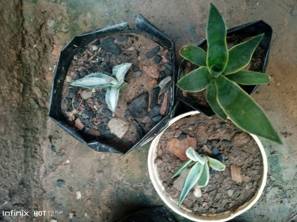 plantes vertes d'intérieur