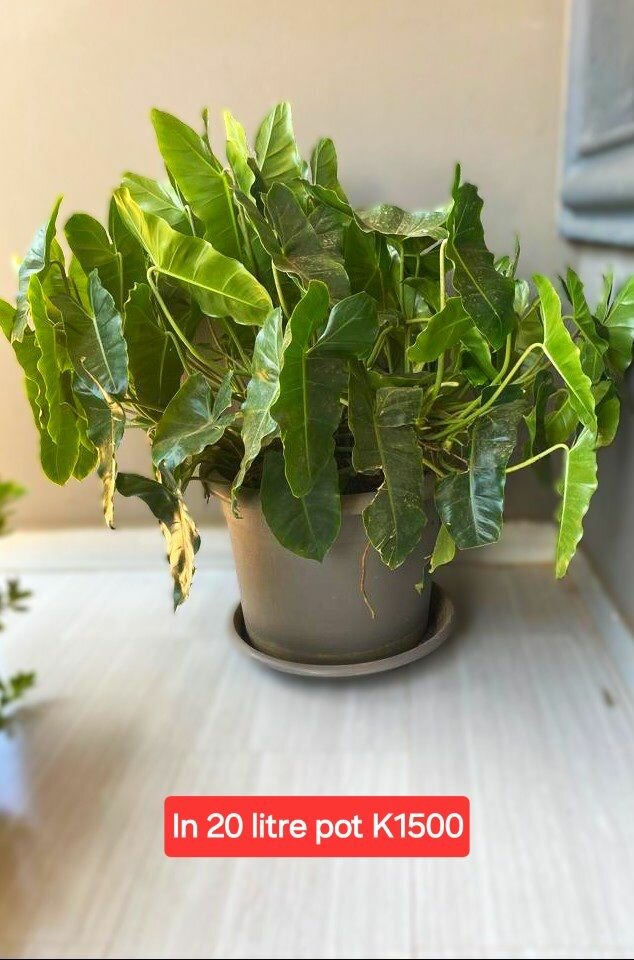 Potted indoor/outdoor plants