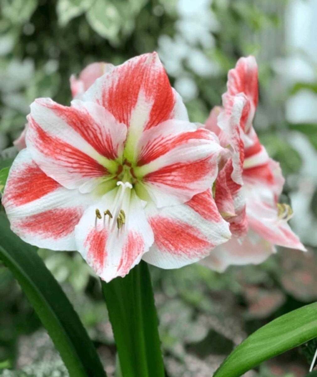 WHITE AND RED AMARYLLIS / SEPTEMBER LILY PLANT