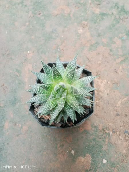 plantes vertes d'intérieur