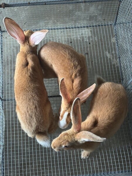 Lapins consommation &repro