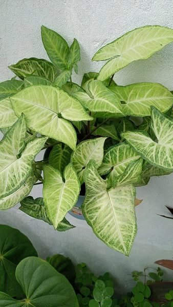 plantes vertes d'intérieur