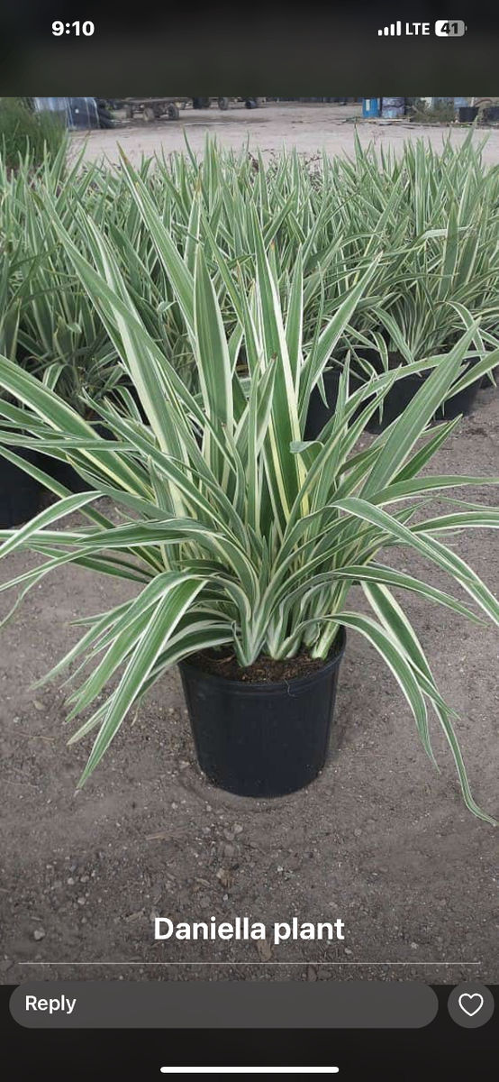 Daniella plant and spider plant for sale
