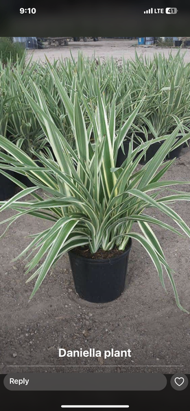 Daniella plant and spider plant for sale