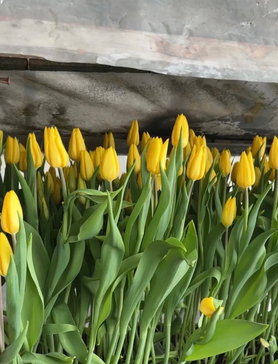 Тюльпаны Голандские (Желтый,Белый,Розовый)