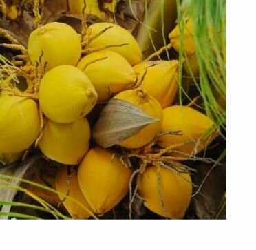 Hybrid coconut seedlings