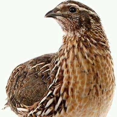 Cailles Fraîches Préparées