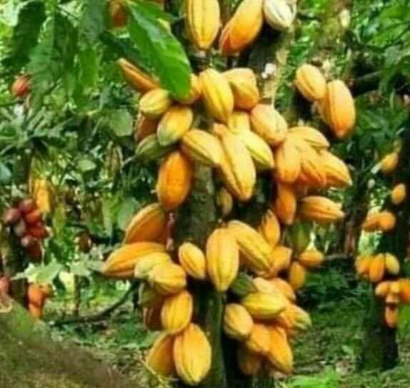 Engrais liquide Super Gro