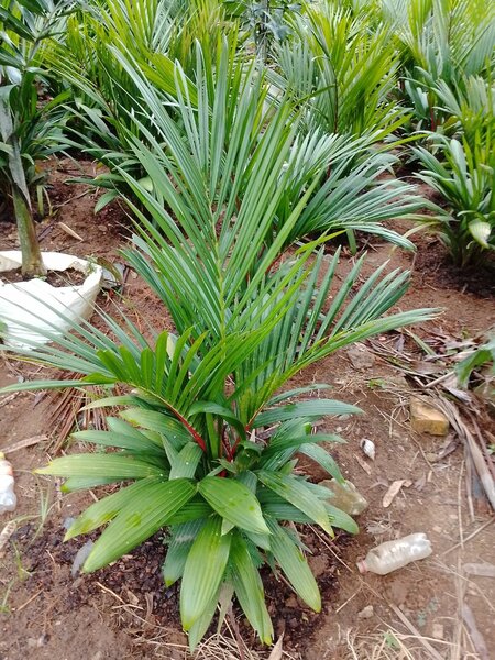 Palmier décoratif en pot