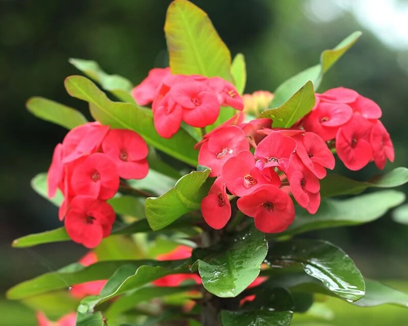Euphorbia plant ( Phobia flower)