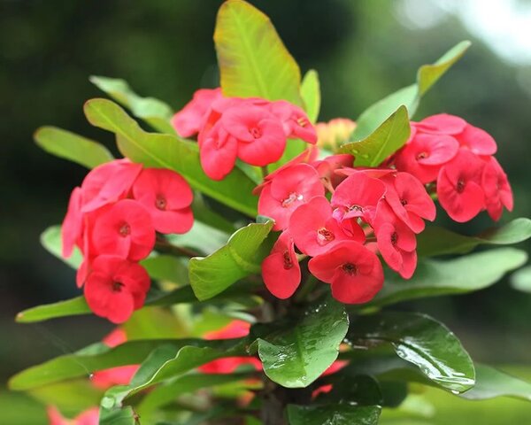 Euphorbia plant ( Phobia flower)