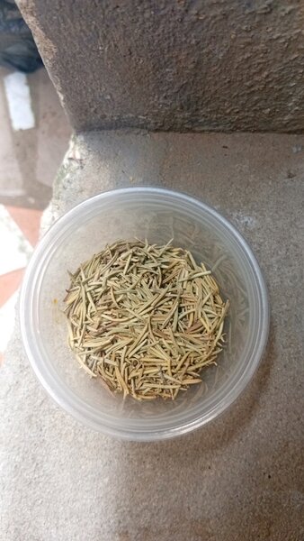 Shampoo pour cheveux bouclés