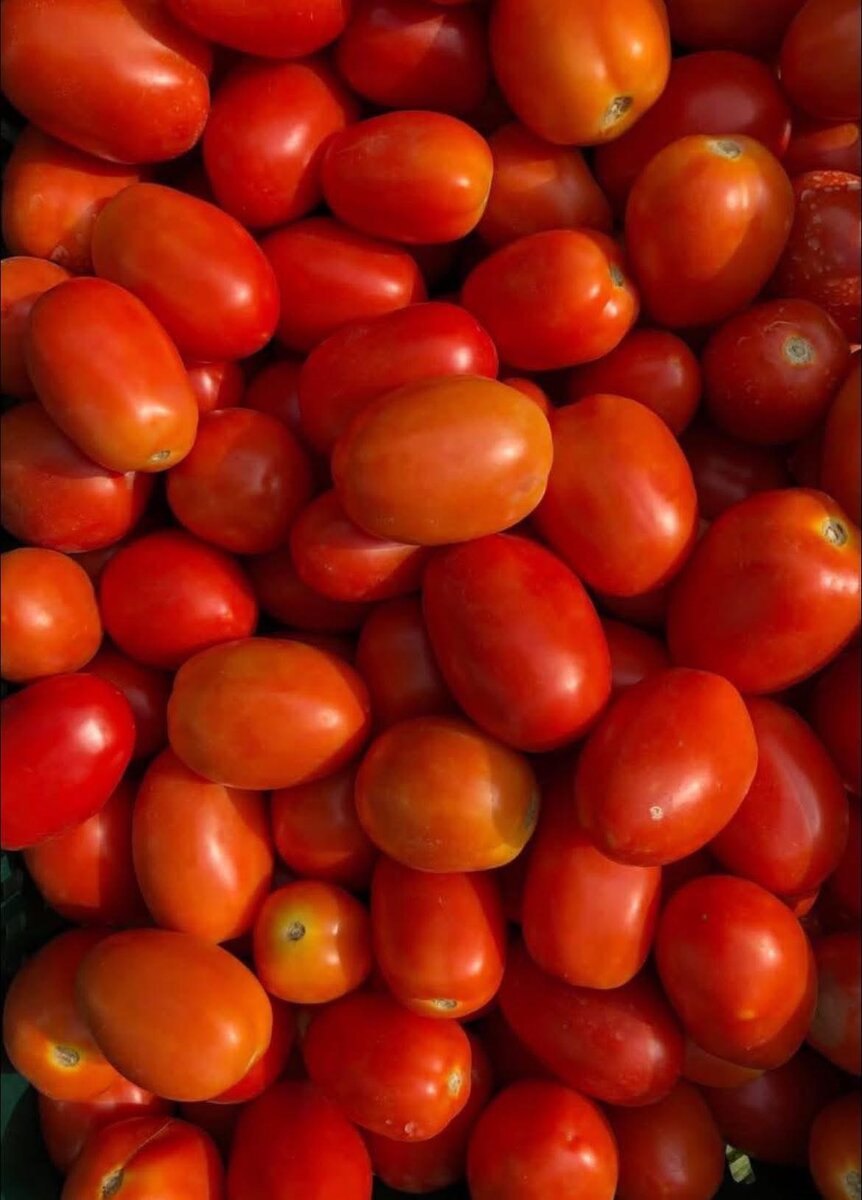 Tomates fraîches 15 kilos