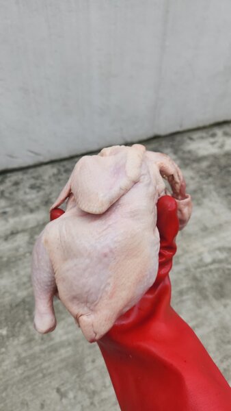 Poulet de chair 1,2-1,3 kg