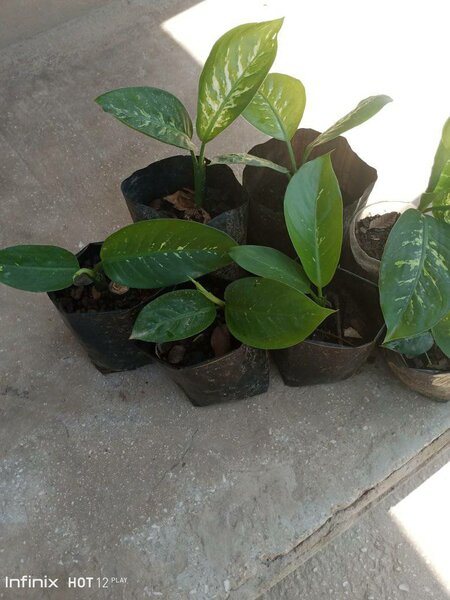 plantes vertes d'intérieur