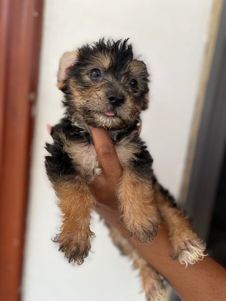 Yorkshire Terrier Pup