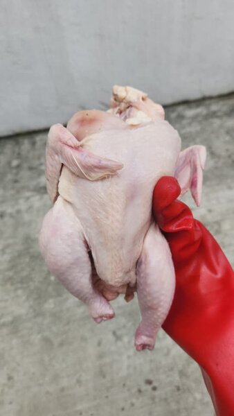 Poulet de chair 1,6-1,8 kg