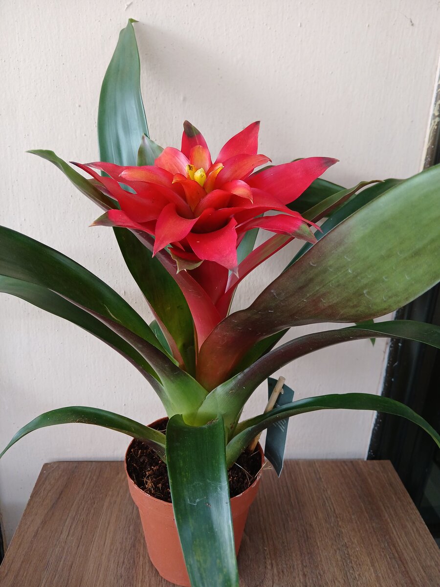 Bromeliad