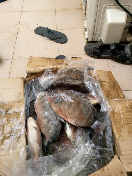 Carton de poisson carpe